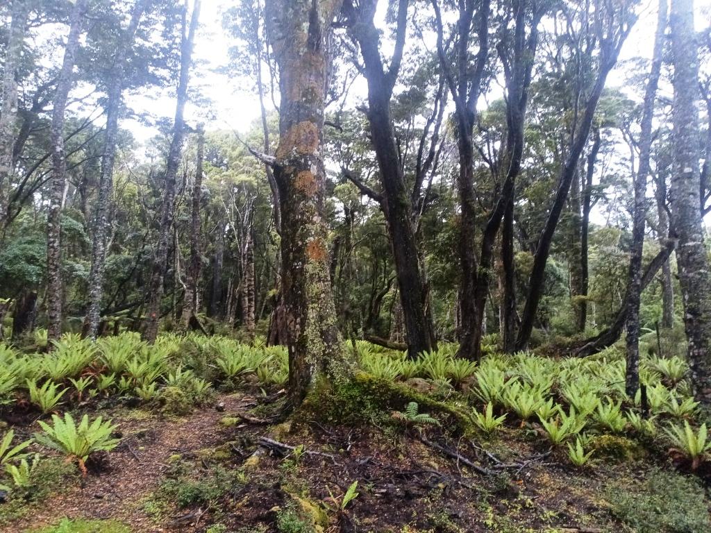 Waitutu to Long Point