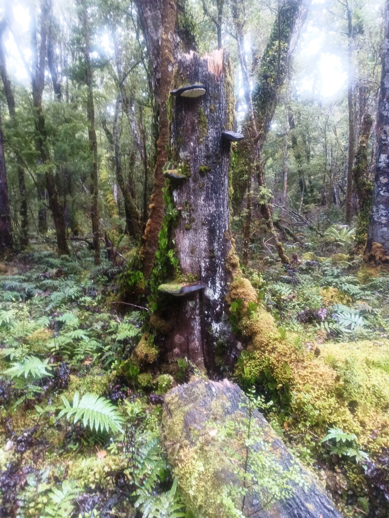 Waitutu to Long Point