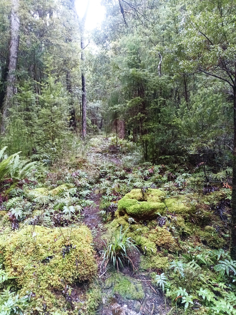 Waitutu to Long Point