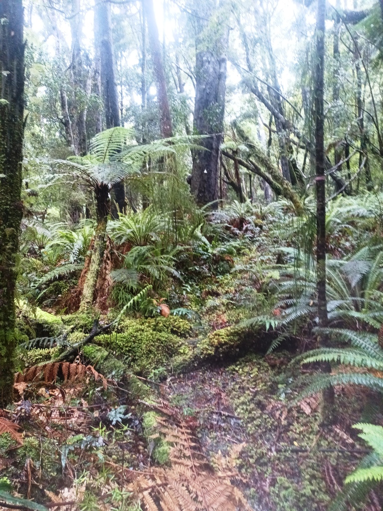 Waitutu to Long Point