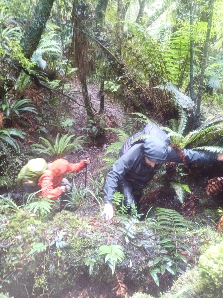 Waitutu to Long Point