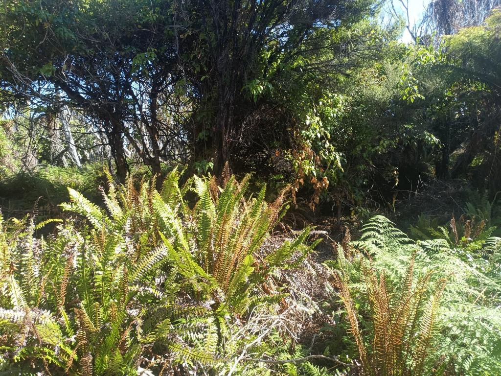 Waitutu to Long Point