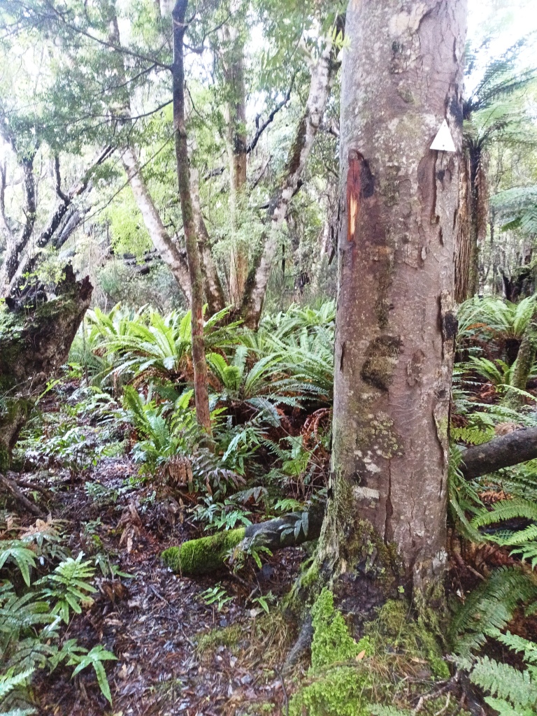 Waitutu to Long Point