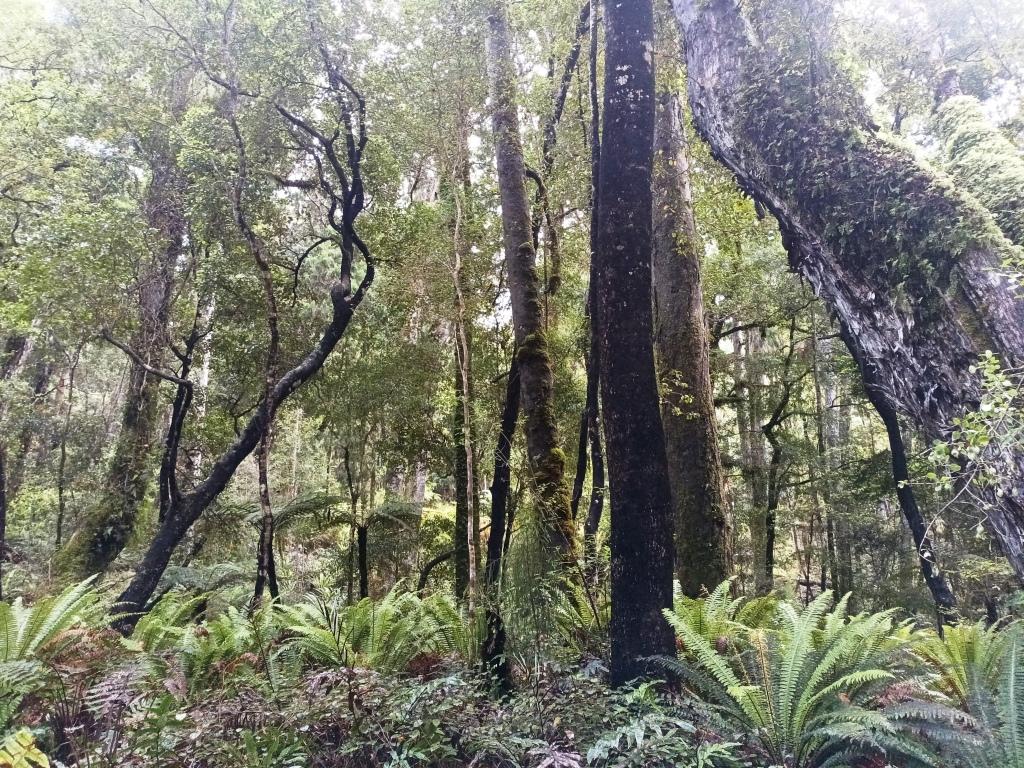 Waitutu to Long Point