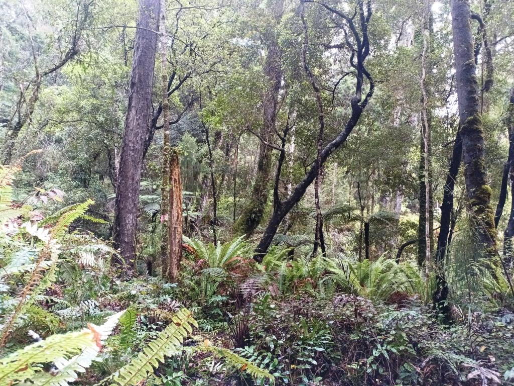 Waitutu to Long Point