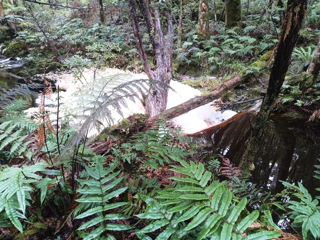 South Coast Track NZ