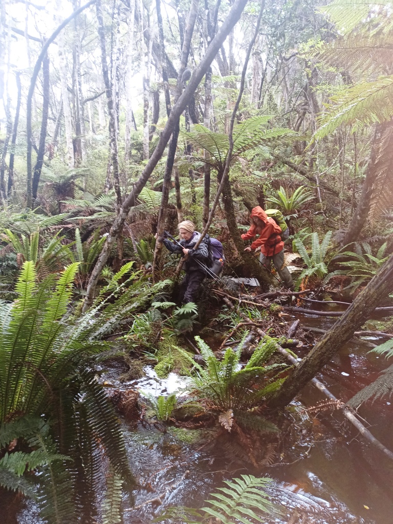 South Coast Track NZ