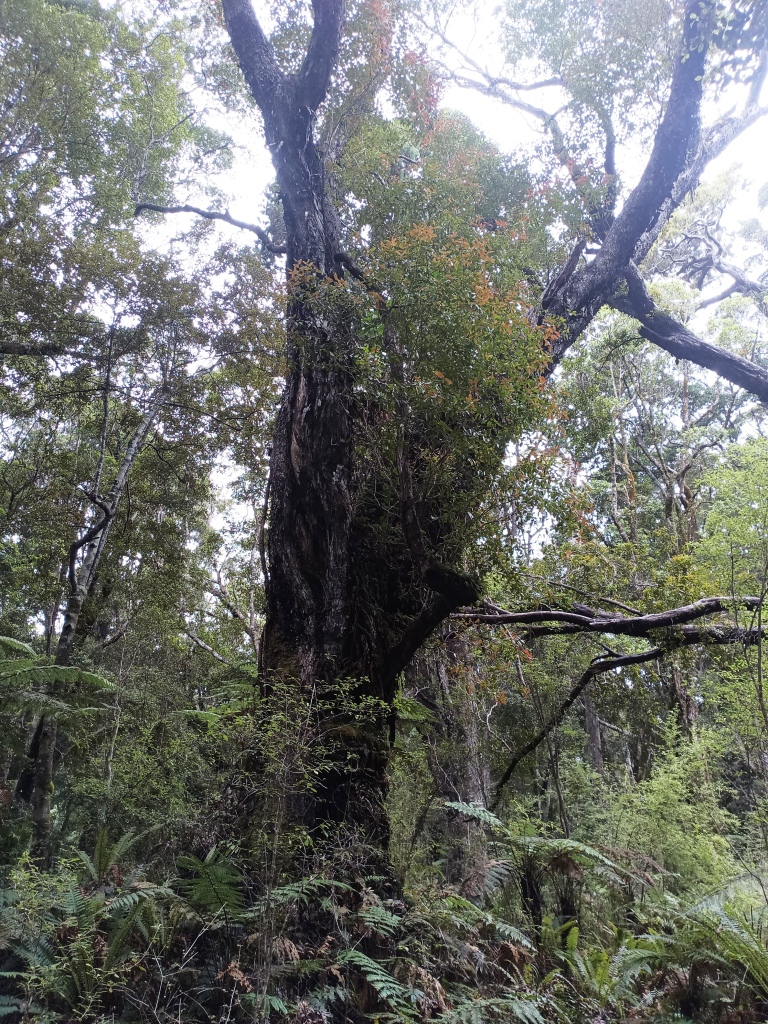 South Coast Track NZ