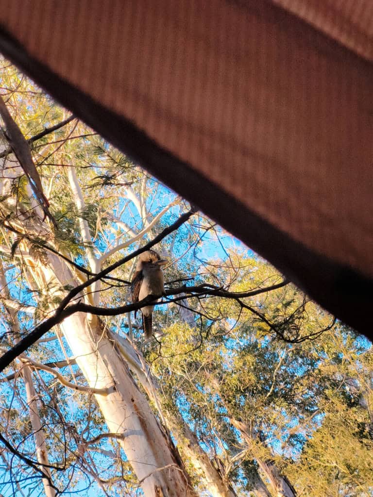 Wonnangatta River - Mt Darling Wilderness