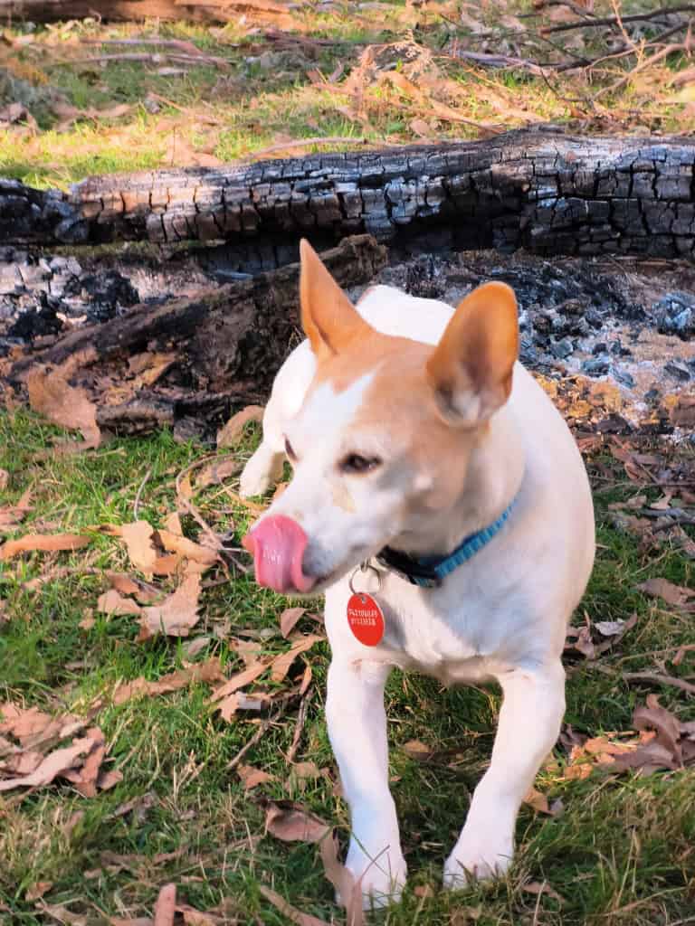 Wonnangatta River - Mt Darling Wilderness