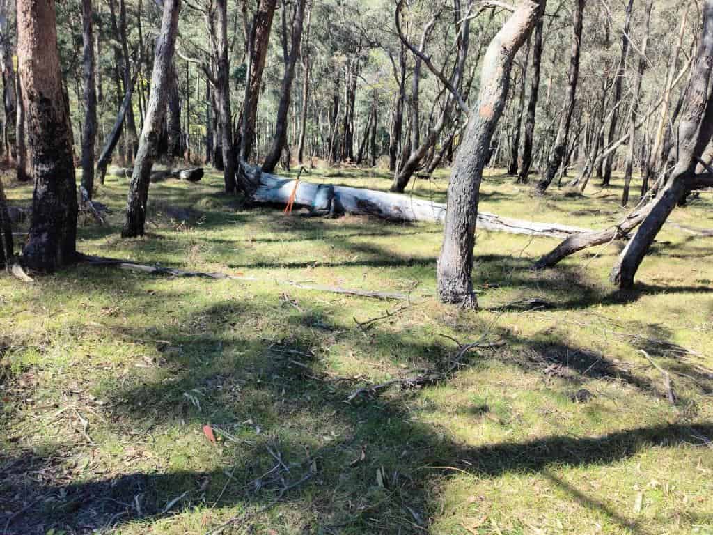 Wonnangatta River - Mt Darling Wilderness