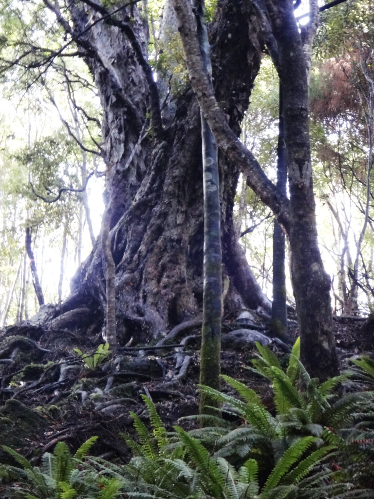 South Coast Track NZ