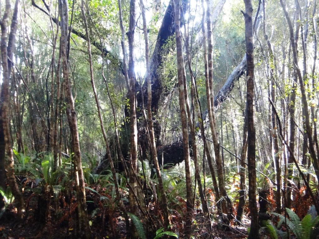 South Coast Track NZ