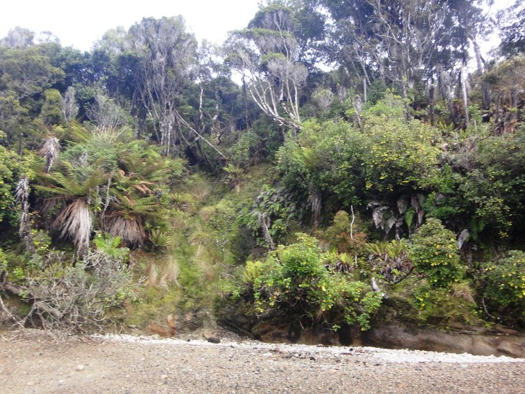 Te Wau Wau Beach