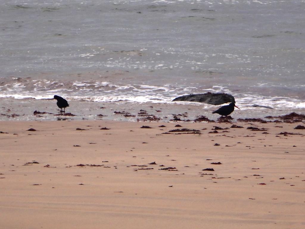 South Coast Track NZ