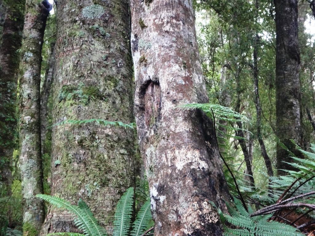 South Coast Track NZ