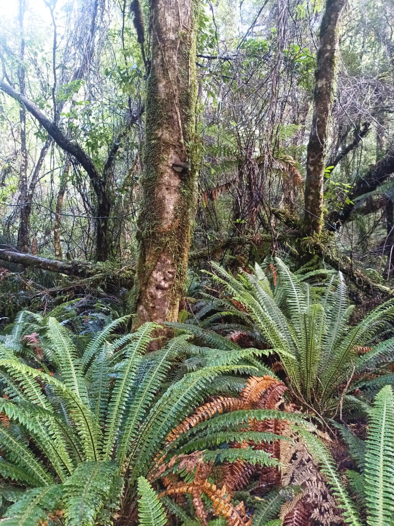 South Coast Track NZ