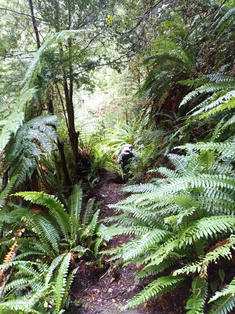 South Coast Track NZ