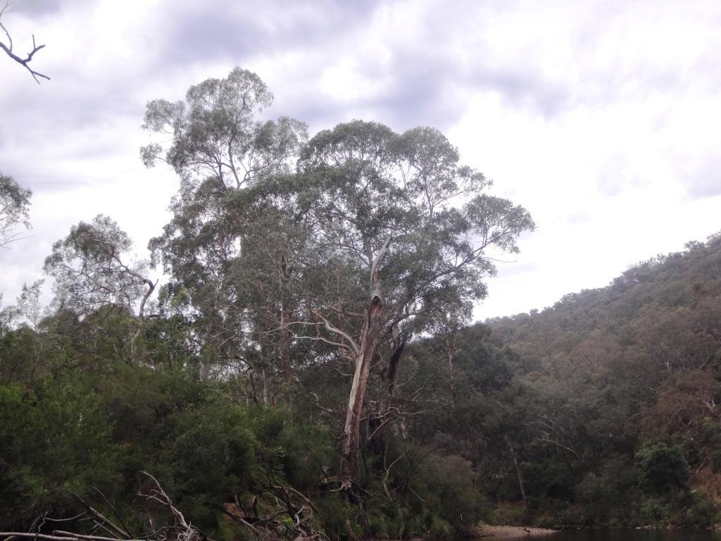 Wonnangatta River Pack Rafting