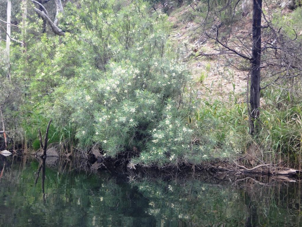 Wonnangatta River Pack Rafting