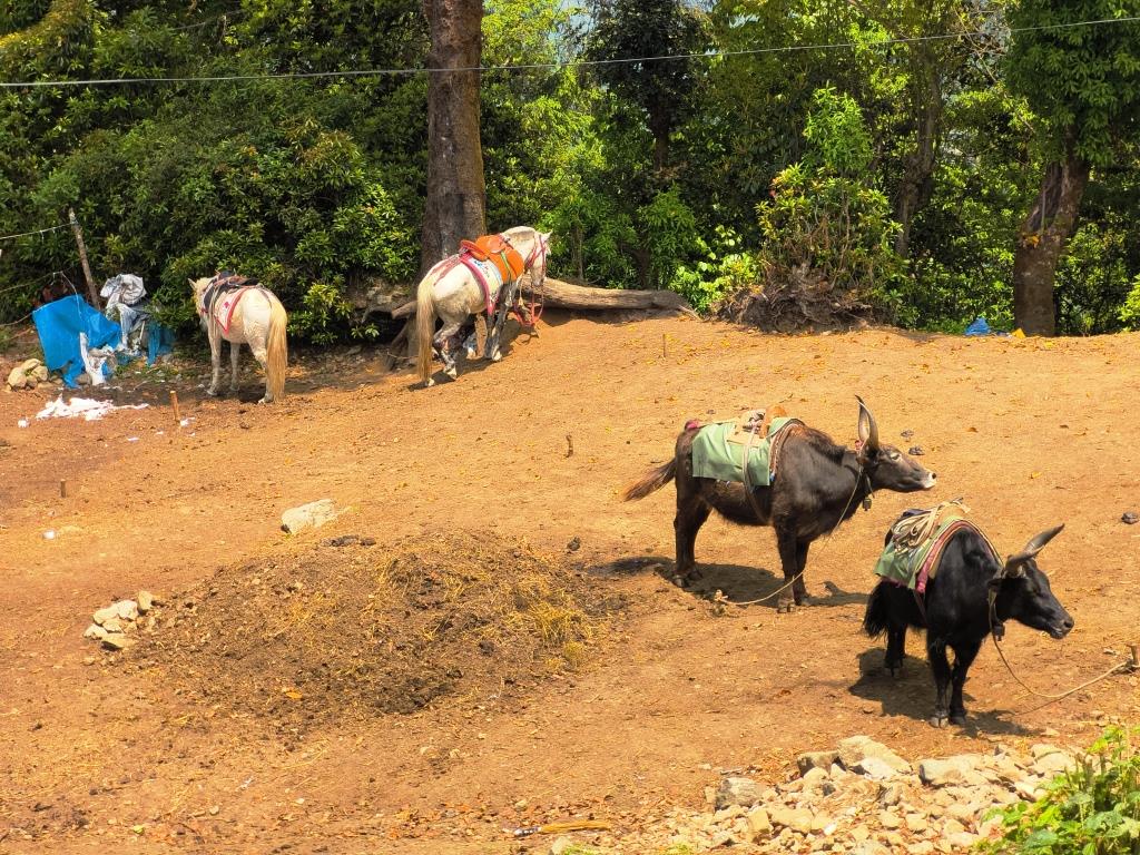 Everest Base Camp Trek