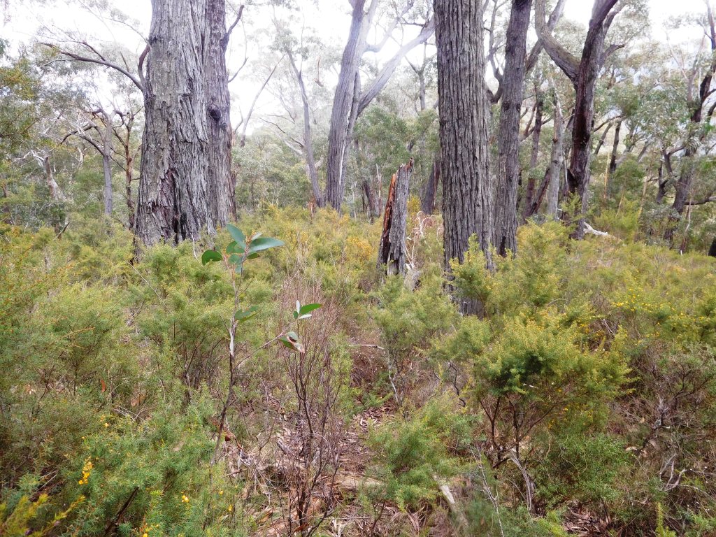 Wilderness Hut